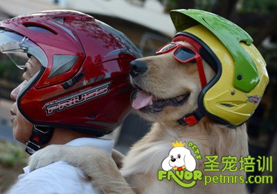 狗狗坐主人摩托車兜風(fēng)真是太酷了
