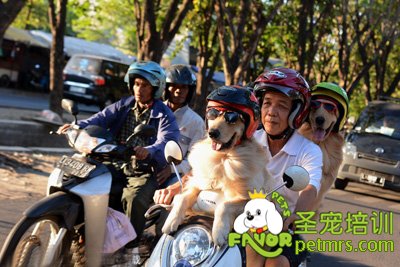 狗狗坐主人摩托車兜風(fēng)真是太酷了