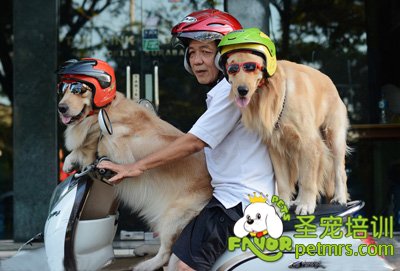 狗狗坐主人摩托車兜風(fēng)真是太酷了