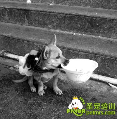 狗狗街頭“賣萌”，竟是為主人掙錢