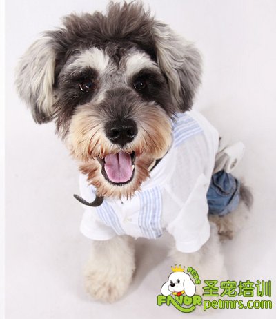 可愛(ài)寵物狗