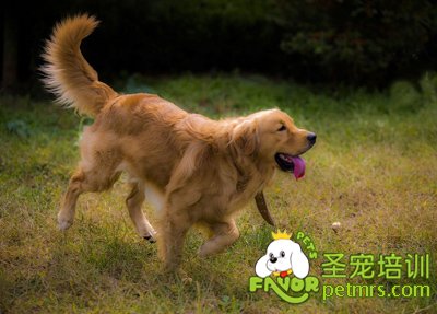 金毛犬