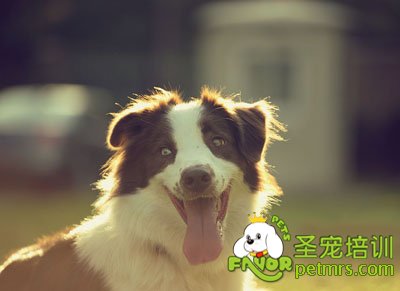 邊境牧羊犬
