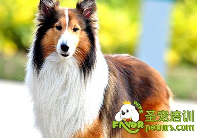 蘇格蘭牧羊犬