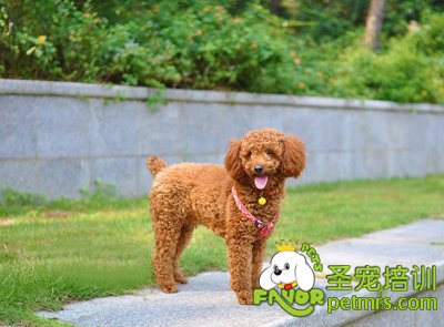 貴賓犬