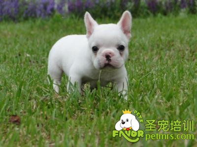 法國斗牛犬