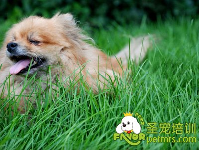 博美犬