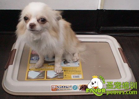 狗狗排便訓(xùn)練