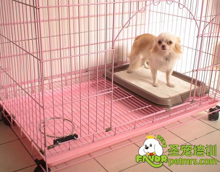 狗狗排便訓(xùn)練