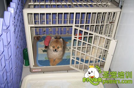 狗狗排便訓(xùn)練