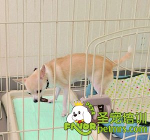 狗狗吃便便怎么辦
