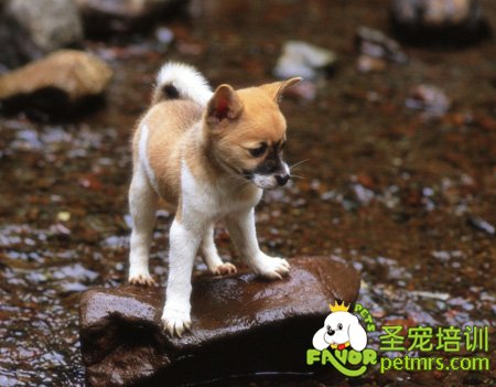 可愛狗狗