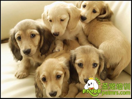 狗狗生理指標(biāo)