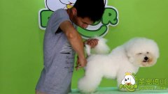 可愛(ài)狗狗