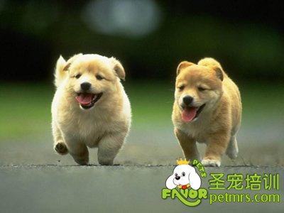幼犬的訓(xùn)練