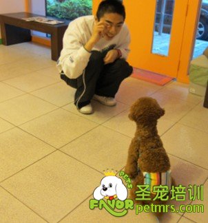 狗狗玩具
