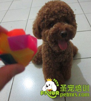 狗狗玩具