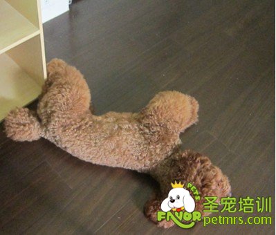 狗狗玩具