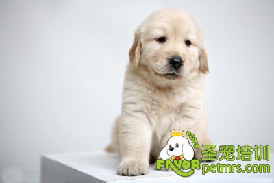 可愛(ài)狗狗