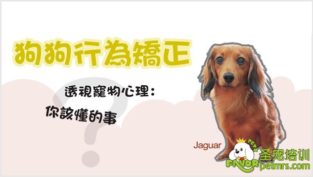 狗狗不良行為