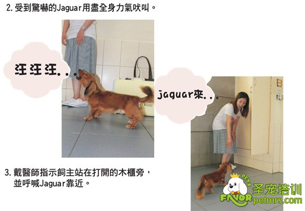 狗狗行為