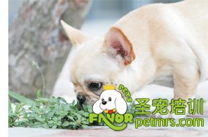 狗狗吃草