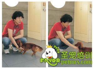 狗狗