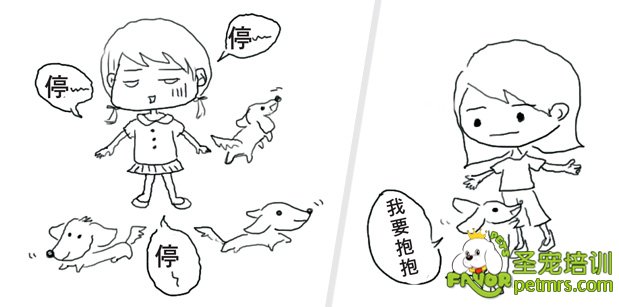 狗狗服從性訓練