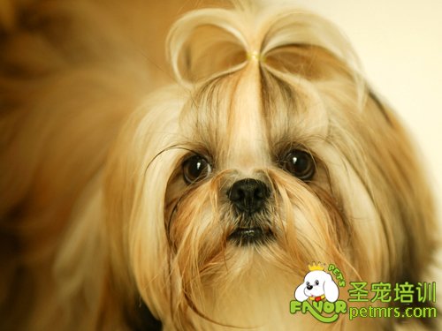 可愛(ài)狗狗