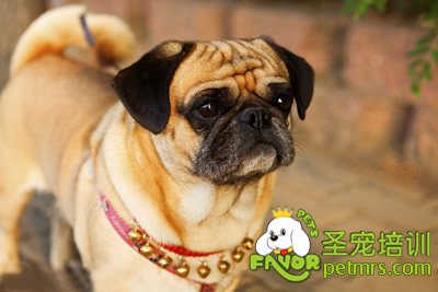 狗狗