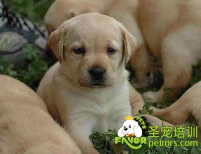狗狗
