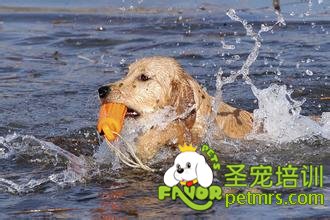 狗狗活游泳嗎