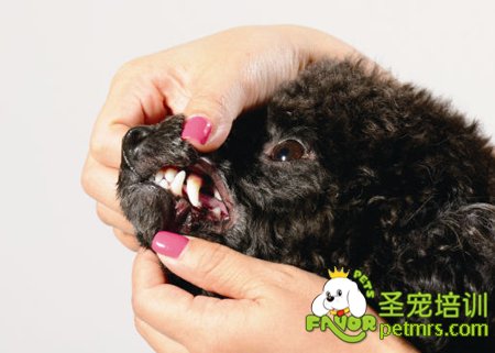讓狗狗適應(yīng)牙刷