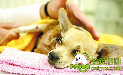 狗狗就診訓(xùn)練