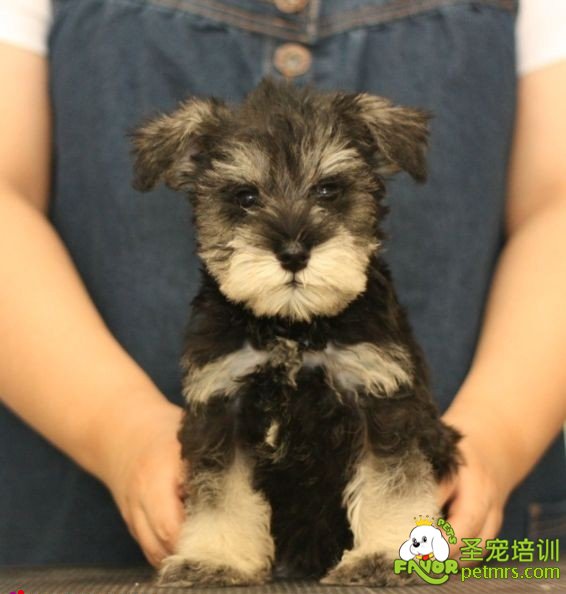 狗狗拒食訓練