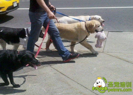黃金獵犬有戀物情節(jié)