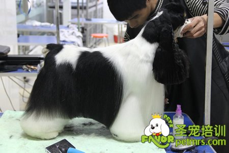 老師給學(xué)生示范可卡犬修剪