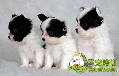 狗狗接觸陌生人