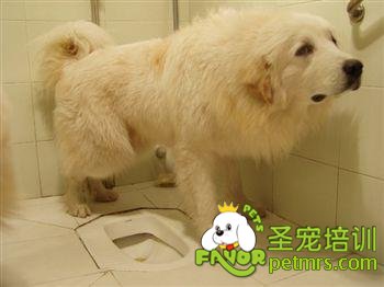 狗狗上廁所