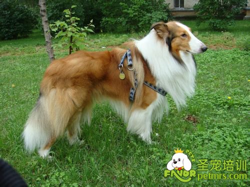 狗狗關(guān)節(jié)的養(yǎng)護(hù)