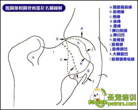 狗狗關(guān)節(jié)