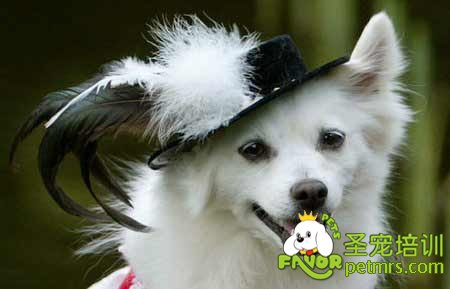 可愛狗狗