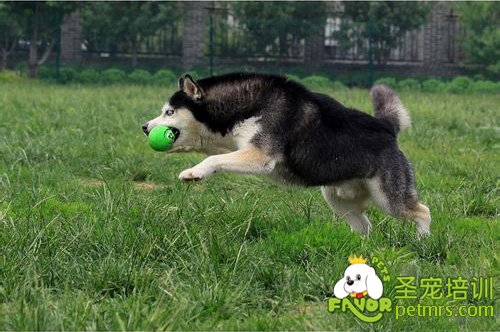 狗狗銜取