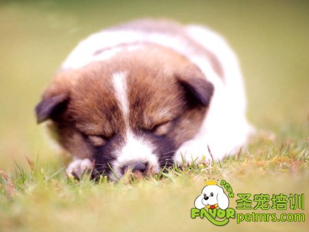 狗狗