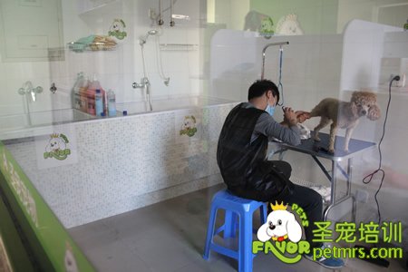 圣寵寵物畢業(yè)的學(xué)員