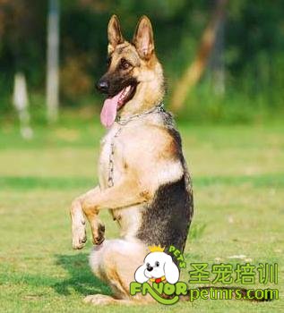 狗狗站立訓(xùn)練