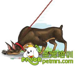 狗狗吃屎