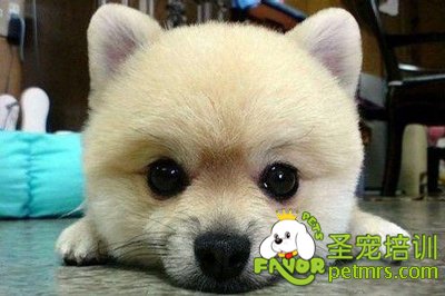 可愛(ài)的狗狗