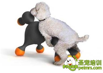 狗狗發(fā)情