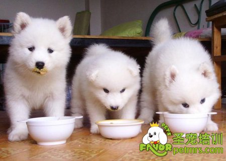 幼犬進(jìn)食訓(xùn)練